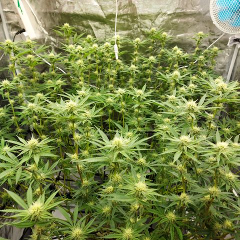 Mandarin Cookies R1 V2 growlog timeline photo