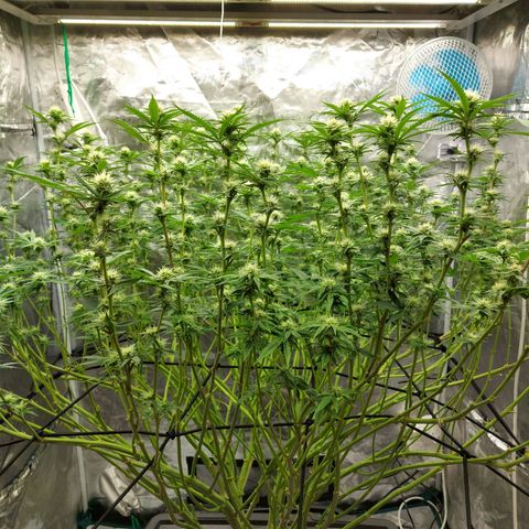 Mandarin Cookies R1 V2 growlog timeline photo