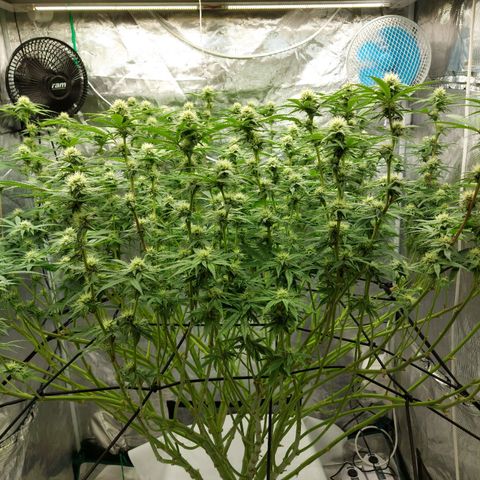 Mandarin Cookies R1 V2 growlog timeline photo