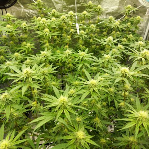 Mandarin Cookies R1 V2 growlog timeline photo
