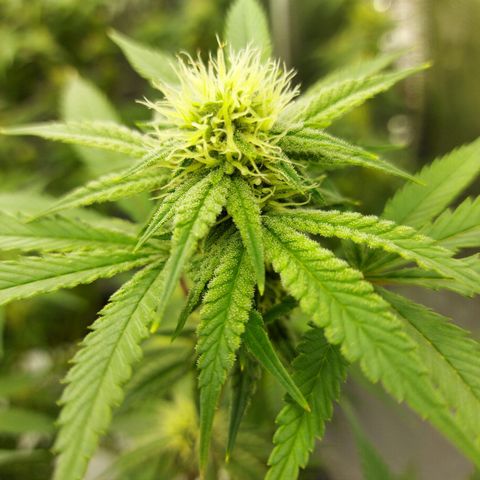Mandarin Cookies R1 V2 growlog timeline photo