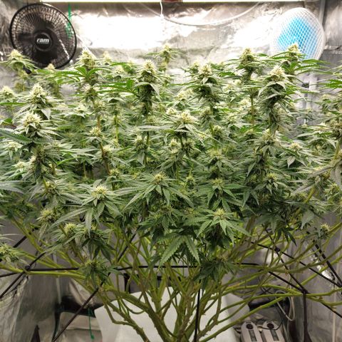 Mandarin Cookies R1 V2 growlog timeline photo