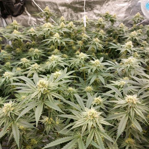 Mandarin Cookies R1 V2 growlog timeline photo