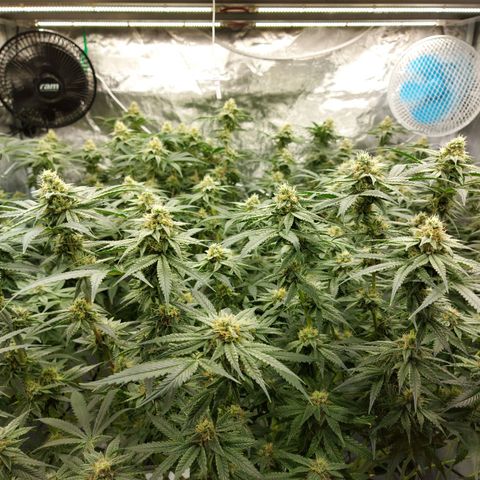 Mandarin Cookies R1 V2 growlog timeline photo