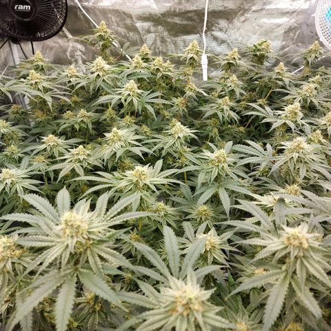 Mandarin Cookies R1 V2 growlog timeline photo