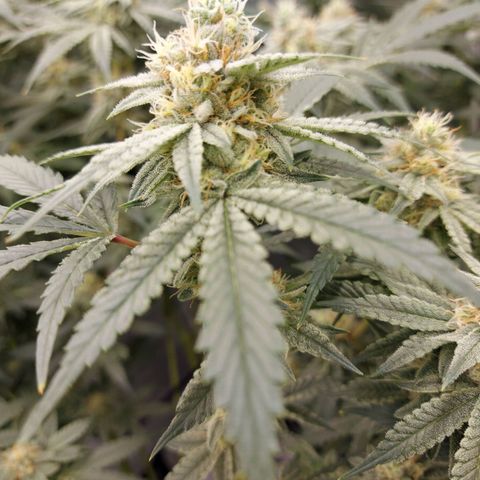 Mandarin Cookies R1 V2 growlog timeline photo