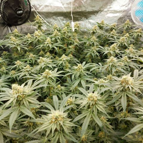Mandarin Cookies R1 V2 growlog timeline photo
