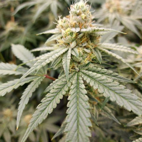 Mandarin Cookies R1 V2 growlog timeline photo