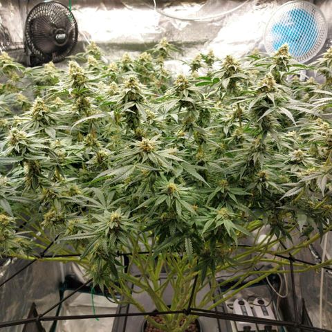 Mandarin Cookies R1 V2 growlog timeline photo
