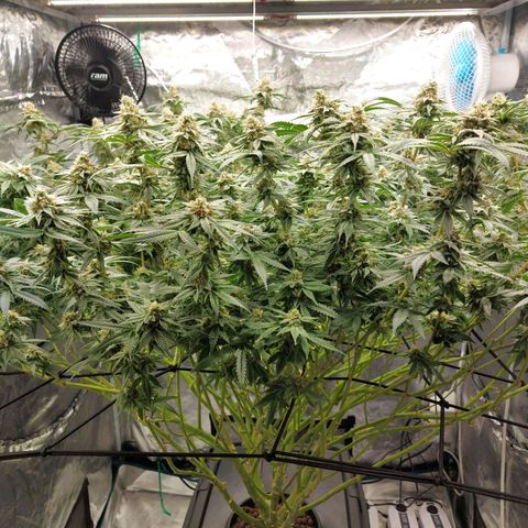 Mandarin Cookies R1 V2 growlog timeline photo