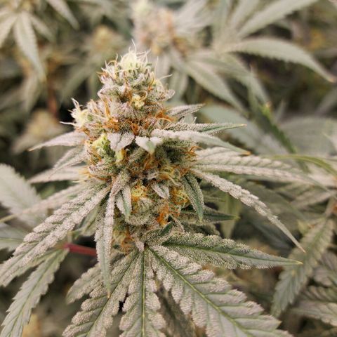 Mandarin Cookies R1 V2 growlog timeline photo