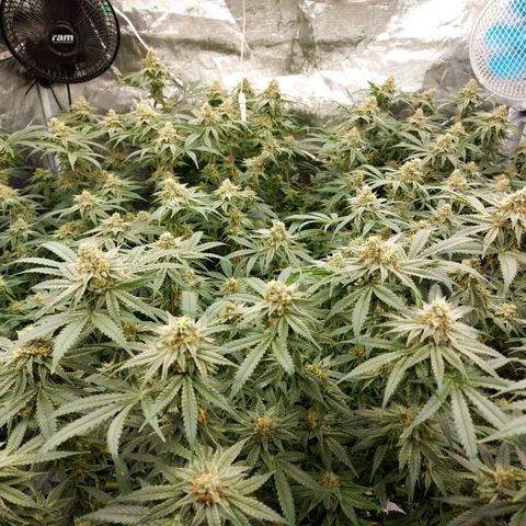 Mandarin Cookies R1 V2 growlog timeline photo