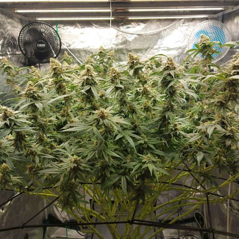 Mandarin Cookies R1 V2 growlog timeline photo