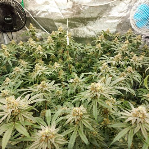 Mandarin Cookies R1 V2 growlog timeline photo