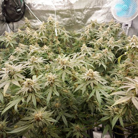 Mandarin Cookies R1 V2 growlog timeline photo