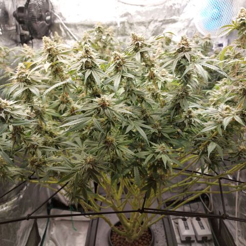 Mandarin Cookies R1 V2 growlog timeline photo