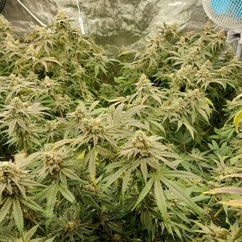 Mandarin Cookies R1 V2 growlog timeline photo