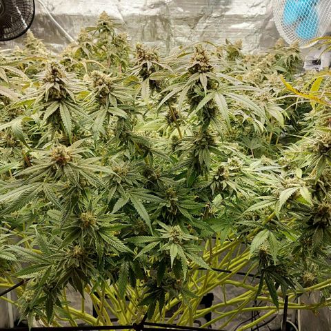 Mandarin Cookies R1 V2 growlog timeline photo