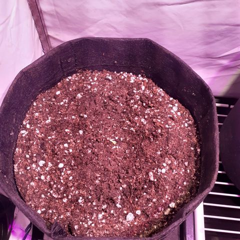Rotten Cheese growlog photo: Se agrego una nena más/Germinado igual que las otras / Retrasó de 1 en pasar a maceta