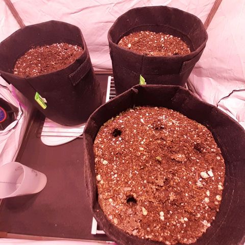 Rotten Cheese growlog timeline photo