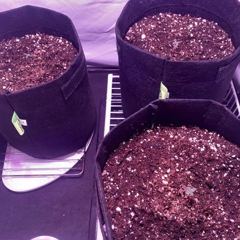 Rotten Cheese growlog photo: Linda las bebitas