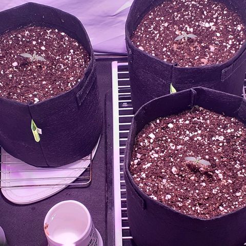 Rotten Cheese growlog timeline photo