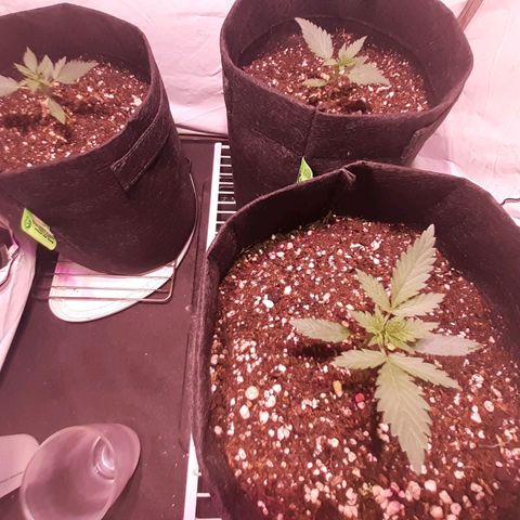 Rotten Cheese growlog timeline photo