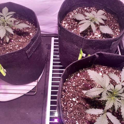 Rotten Cheese growlog timeline photo