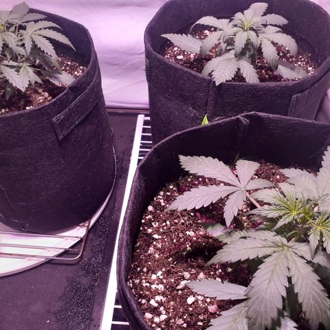 Rotten Cheese growlog photo: Había sed