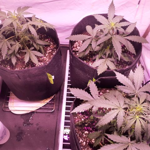 Rotten Cheese growlog timeline photo