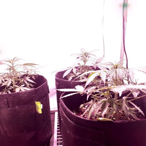 Rotten Cheese growlog timeline photo