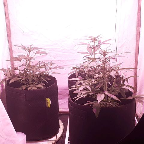 Rotten Cheese growlog timeline photo