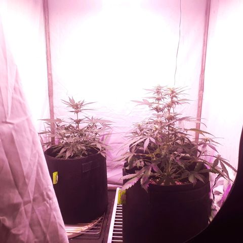 Rotten Cheese growlog timeline photo
