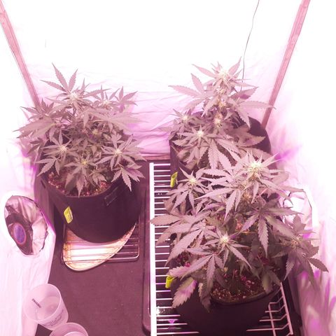 Rotten Cheese growlog timeline photo