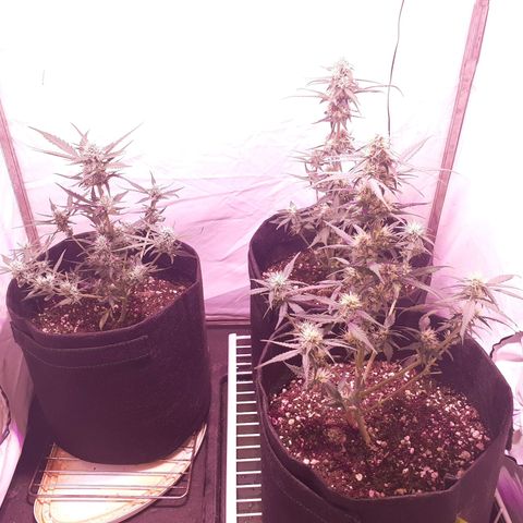 Rotten Cheese growlog timeline photo