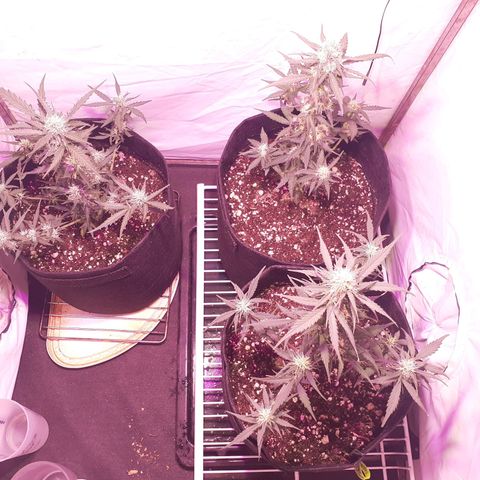 Rotten Cheese growlog timeline photo