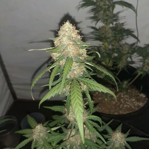 Rotten Cheese growlog photo: Llego su fin 