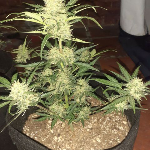 Rotten Cheese growlog photo: Llego su fin 