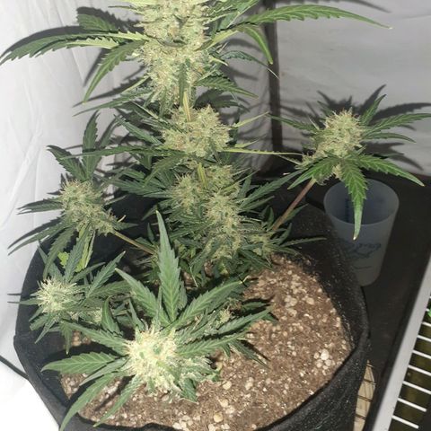 Rotten Cheese growlog photo: Llego su fin 