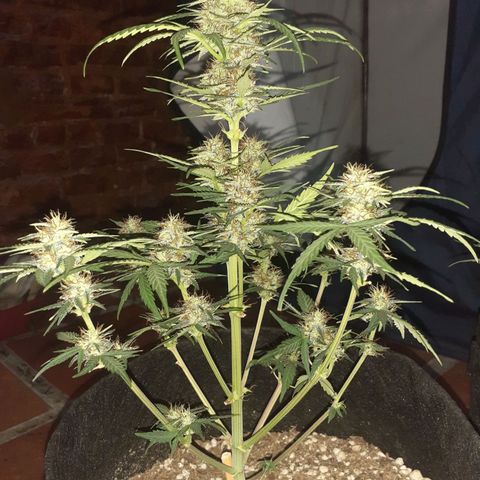 Rotten Cheese growlog photo: Llego su fin 