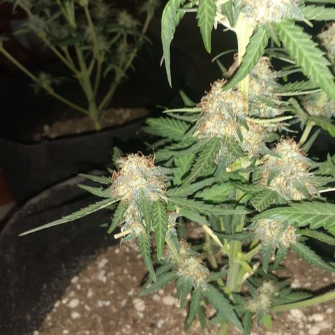 Rotten Cheese growlog photo: Llego su fin 