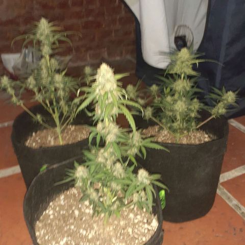 Rotten Cheese growlog photo: Llego su fin 