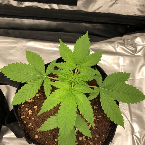 Mac&Rena Sorbet (Sour banana sherbet X Mac 51) growlog timeline photo