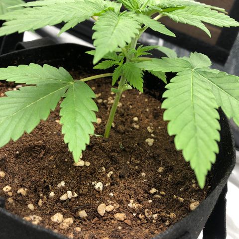 Mac&Rena Sorbet (Sour banana sherbet X Mac 51) growlog timeline photo