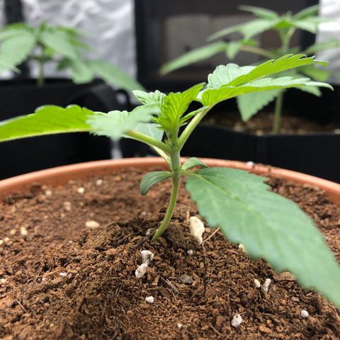 Super Boof growlog timeline photo