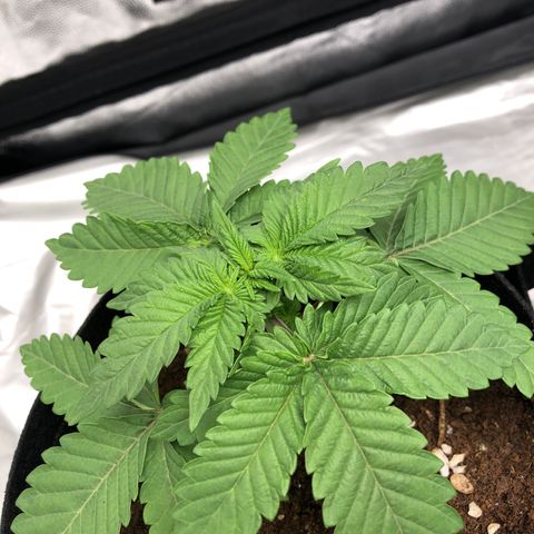 OG Kush growlog timeline photo