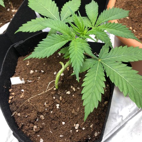 Critical x Somango  growlog timeline photo