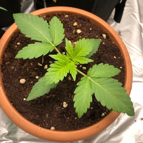 Super Boof growlog photo: Creciendo🐛🌸🥰