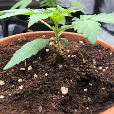 Super Boof growlog photo: Creciendo🐛🌸🥰