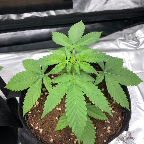 Mac&Rena Sorbet (Sour banana sherbet X Mac 51) growlog photo: Dia despues de 1a riega con Roots (1ml x cada 1.5L) 